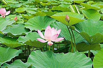 虽然暴雪要将《魔兽争霸1&2》下架 但GOG坚持维护